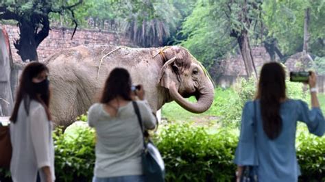 海口動物園哪個最好：深度剖析各園特色及魅力